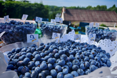 IMG_20250809_104148-Copy